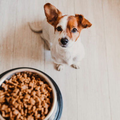 Best and Worst Foods for House Pets