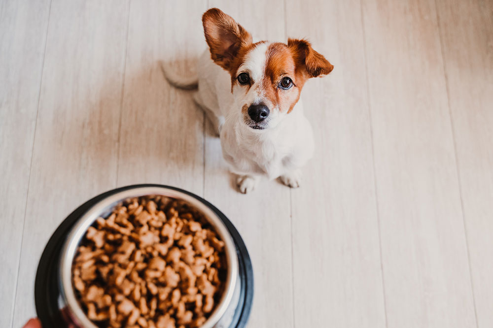 Best and Worst Foods for House Pets