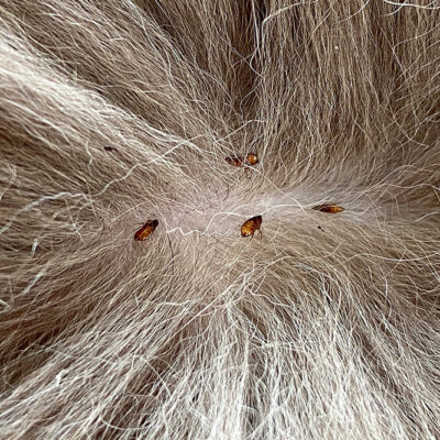 Products to Combat Fleas and Ticks in Canines