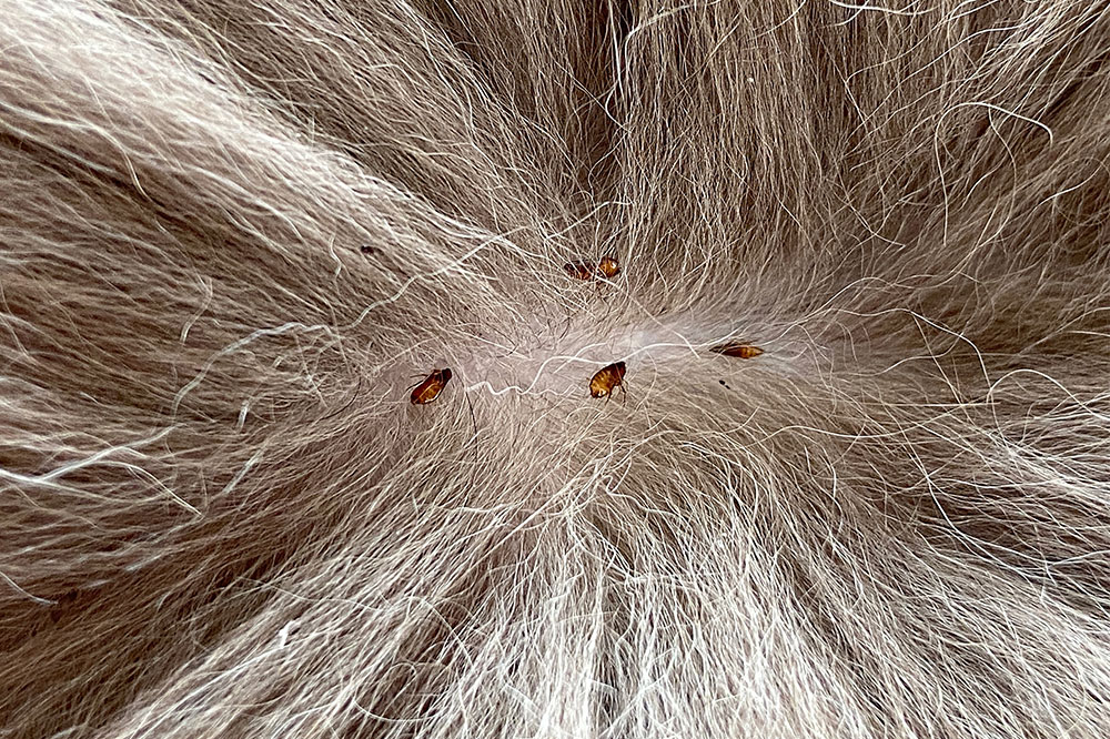Products to Combat Fleas and Ticks in Canines
